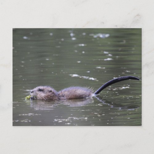 A swimming and eating muskrat postcard
