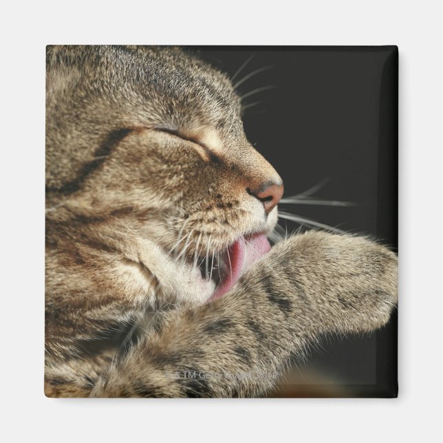 A tabby cat licking his paw. magnet (Front)