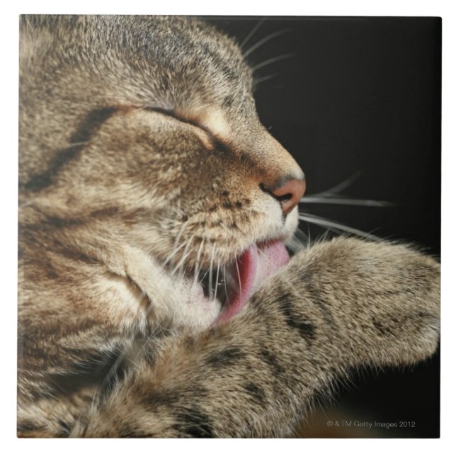 A tabby cat licking his paw. tile (Front)