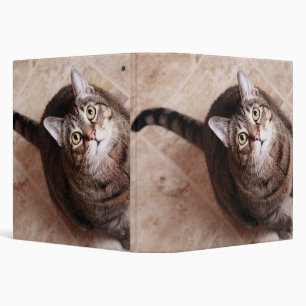 A tabby cat looking up binder