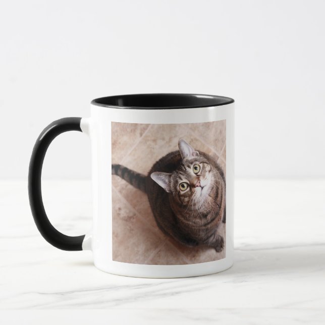 A tabby cat looking up mug (Left)