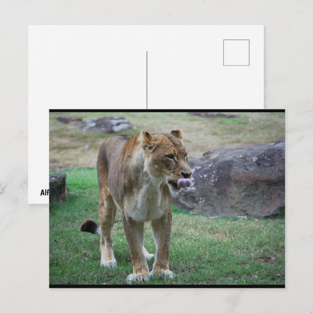 A Taste of the Wild Postcard (Front/Back)