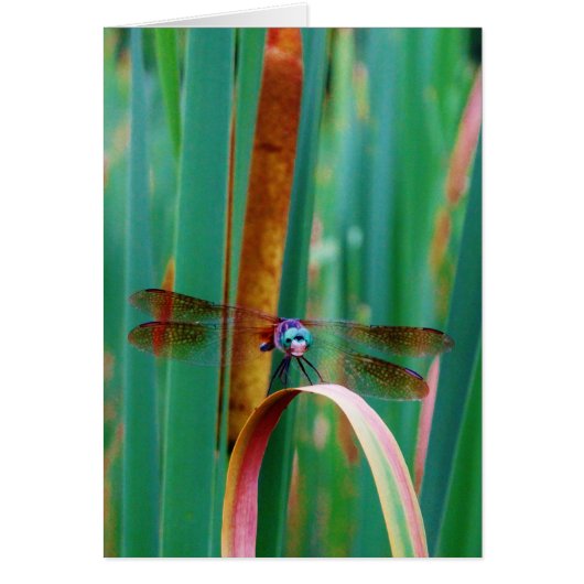 A teal Eyed Dragonfly with cattails (Front)