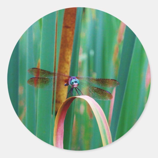 A teal Eyed Dragonfly with cattails Classic Round Sticker (Front)