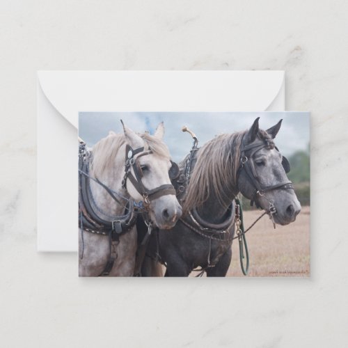 A team of Percherons  Note Card