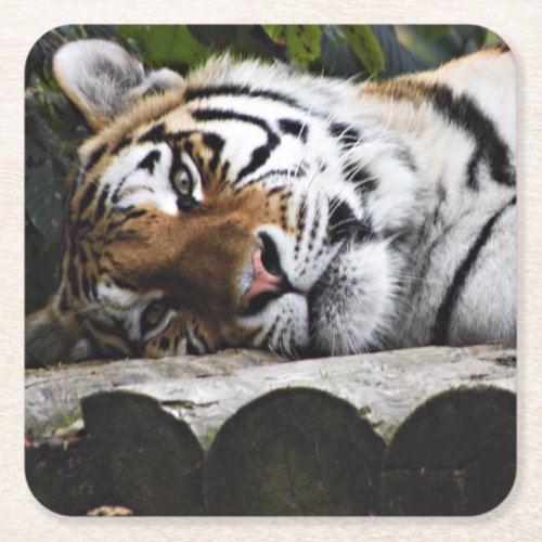 A Tiger laying down watching you Square Paper Coaster
