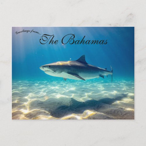 A Tiger Shark in The Bahamas Postcard