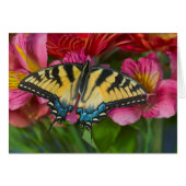 A Tiger Swallowtail Butterfly (Front Horizontal)