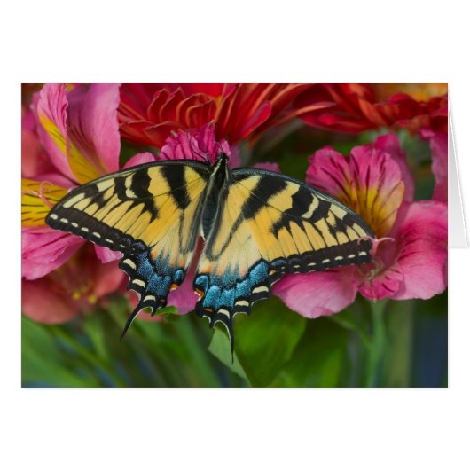 A Tiger Swallowtail Butterfly (Front Horizontal)