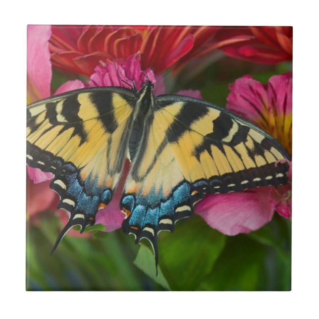 A Tiger Swallowtail Butterfly Ceramic Tile (Front)