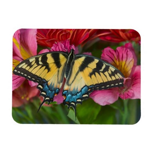 A Tiger Swallowtail Butterfly Magnet