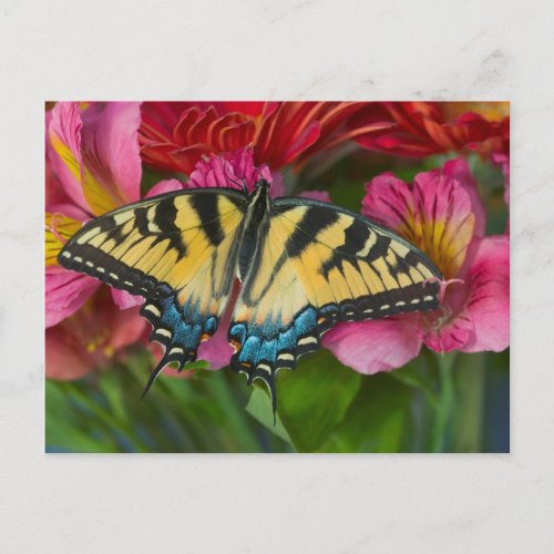 A Tiger Swallowtail Butterfly Postcard