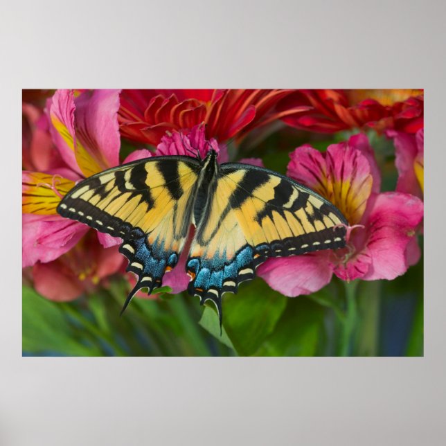 A Tiger Swallowtail Butterfly Poster (Front)