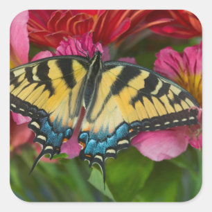 A Tiger Swallowtail Butterfly Square Sticker