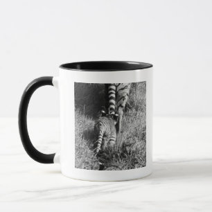 A tiger with her two cubs at Whipsnade Zoo. Mug