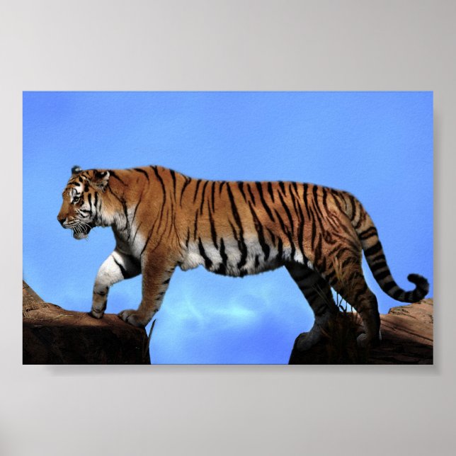 A tigers success poster (Front)