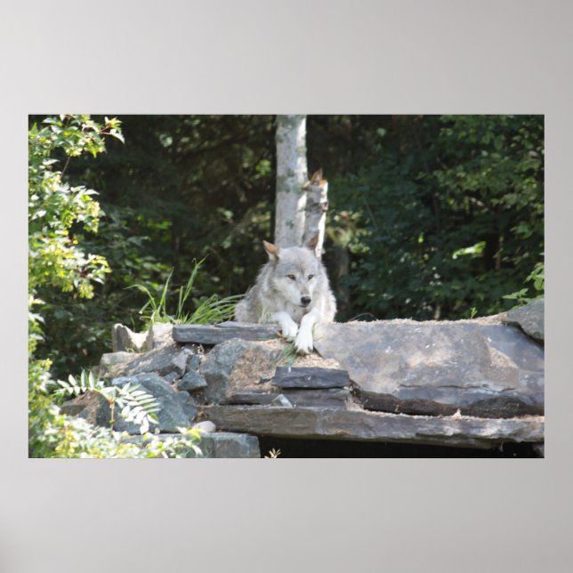 A Timber Wolf at Rest. Poster (Front)