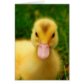 A Tiny Duckling Cards (Front)