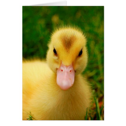 A Tiny Duckling Cards (Front)