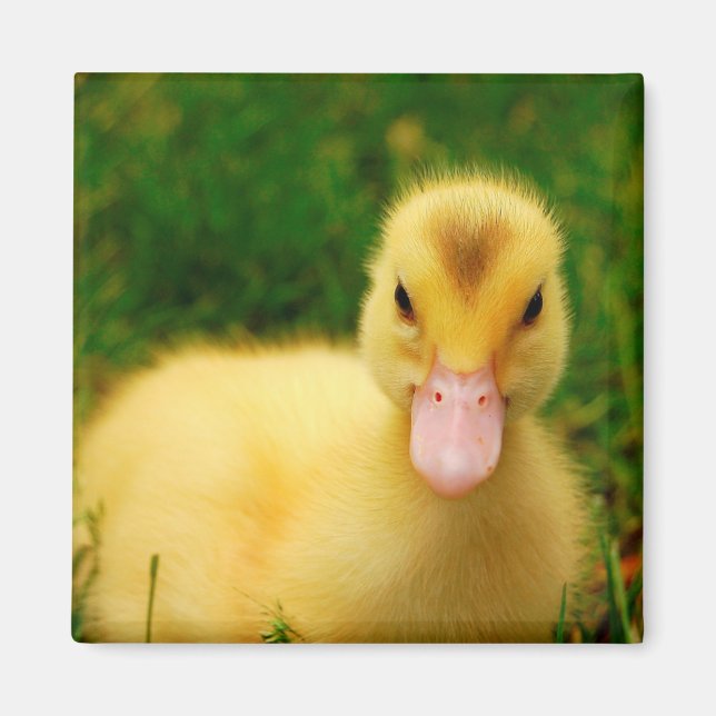 A Tiny Duckling Magnet (Front)