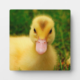 A Tiny Duckling Plaque