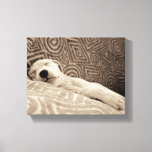 A Tired Dog Canvas Print