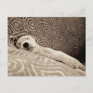 A Tired Dog Postcard