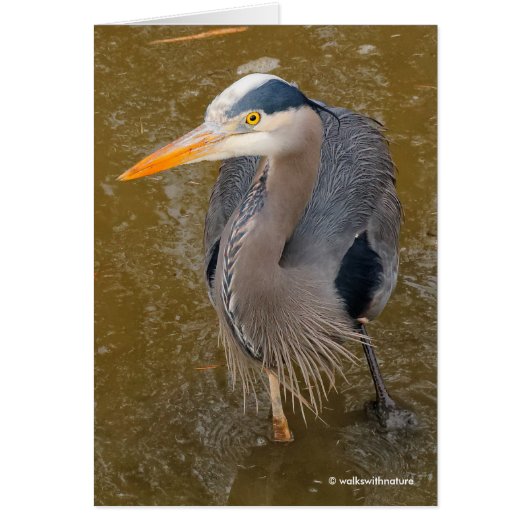 A Top-Down View of a Blue Heron Cards (Front)