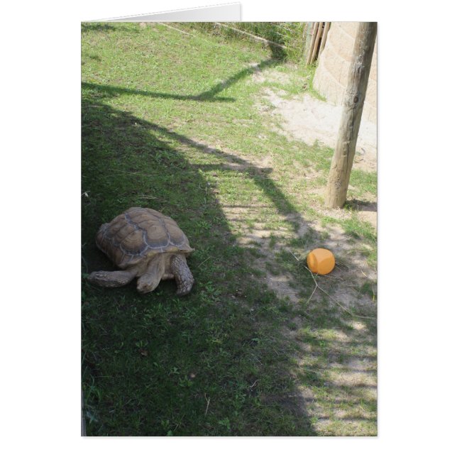  a tortoise at a zoo blank inside greeting card (Front)