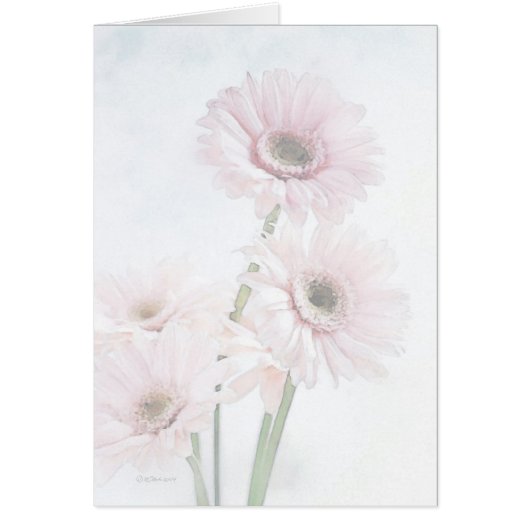 A Touch Of Pink Gerber Daisies Cards (Front)