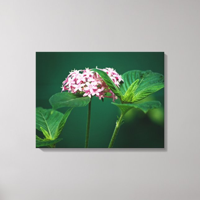 A Touch of Pink in the Green Canvas Print (Front)