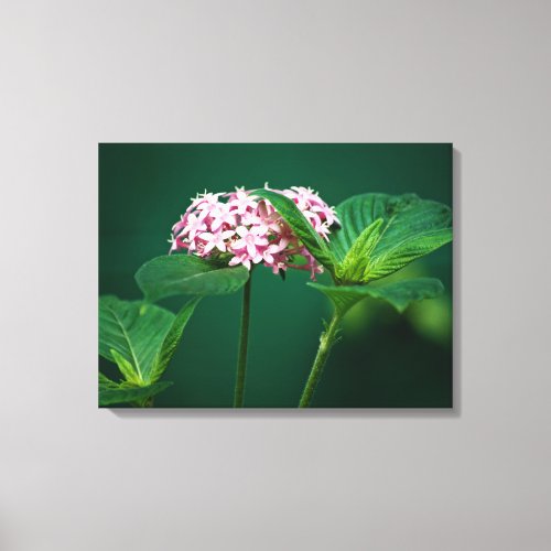 A Touch of Pink in the Green Canvas Print