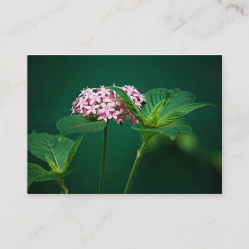 A Touch of Pink in the Green Mini Print Business Card