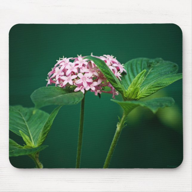 A Touch of Pink in the Green Mousepad (Front)