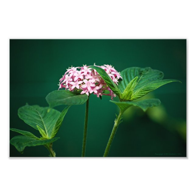 A Touch of Pink in the Green Photo Print (Front)