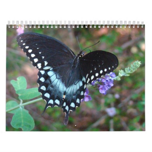 A Touch of the Sun Butterfly Calendar