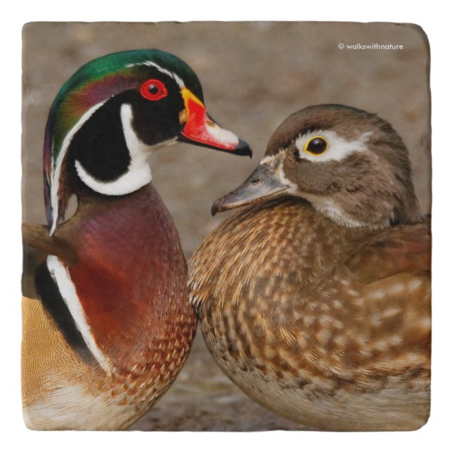 A Touching Moment Between Wood Duck Lovebirds Trivet (Front)