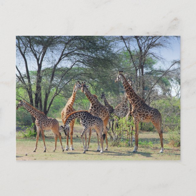 A Tower of Giraffes Postcard (Front)