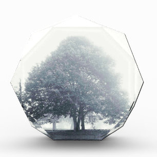 A Tree in Fog Award