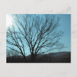 A Tree Postcard