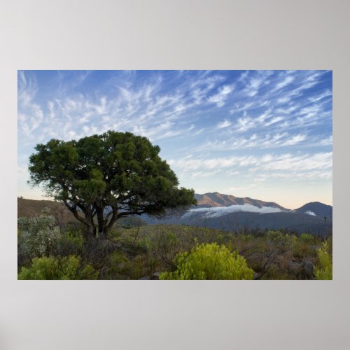 A Tree Proteas and Fynbos from the Eastern Cape Poster