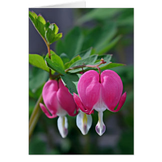 A True Heart Cards