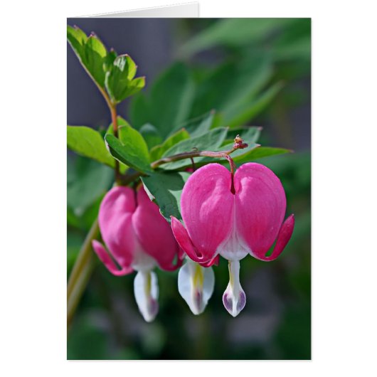A True Heart Cards (Front)
