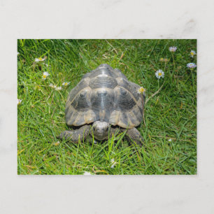 A turtle in green grass postcard