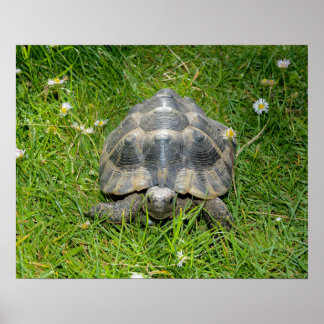 A turtle in the  grass poster