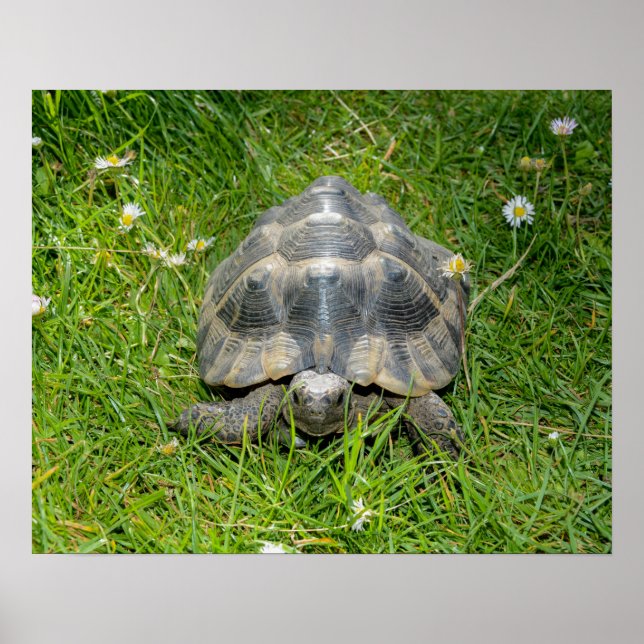 A turtle in the  grass poster (Front)