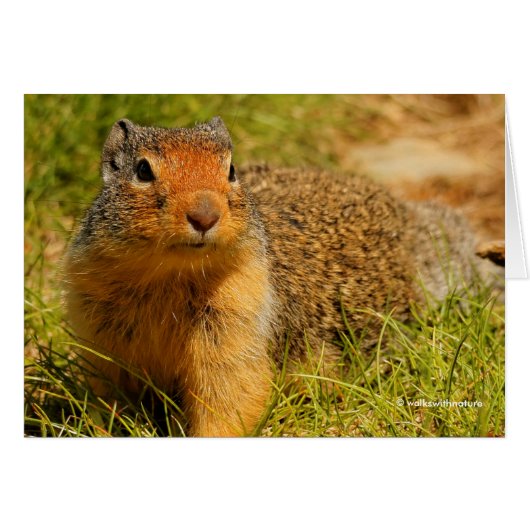 A Twitchy-Nosed Columbian Ground Squirrel Cards (Front Horizontal)
