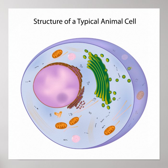 A typical animal cell Poster