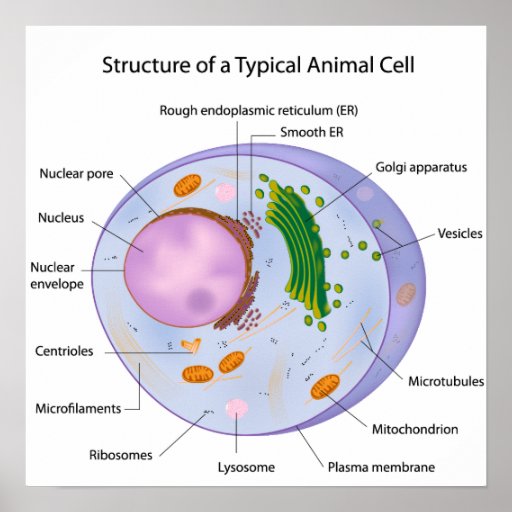 A typical cell biology Poster | Zazzle