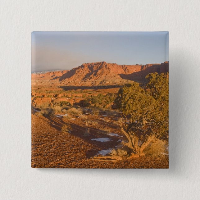 A Utah Juniper Juniperus osteosperma) tree in 2 Button (Front)